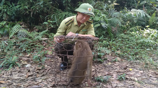 Những con khỉ này trước đó được phát hiện bị lạc và ốm yếu, sau đó được đưa về chăm sóc và được xác định thuộc loài động vật rừng hoang dã nguy cấp, quý hiếm nhóm IIB. Sau khi hồi phục khỏe, 2 cá thể khỉ đã được thả và nhanh chóng hòa nhập vào thiên nhiên hoang dã của núi rừng Tây Yên Tử.