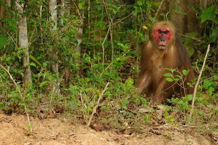 Trước năm 1975, loài này còn rất phổ biến ở các khu rừng từ các tỉnh phía Bắc tới các tỉnh phía Nam trên tổng diện tích ước tính khoảng 30.000km2. Từ năm 1975 trở lại đây thay đổi rõ rệt, số lượng quần thể giảm mạnh.