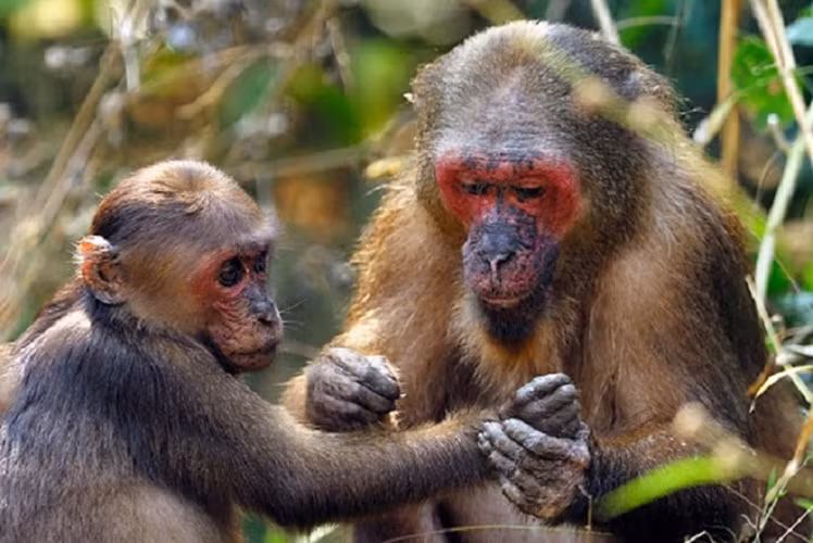 Hiện khỉ mặt đỏ Macaca arctoides được đưa vào Sách Đỏ Việt Nam, thuộc nhóm IIB, được quy định trong Danh mục động vật rừng nguy cấp, quý hiếm.