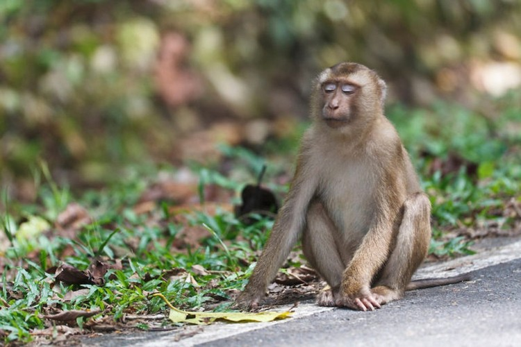 Khỉ đuôi lợn có tên khoa học là Macaca leonina (bộ linh trưởng), là một trong những loài lớn nhất trong họ nhà khỉ, chúng thường phân bố ở các nước gồm: Việt Nam, Myanmar, Thái Lan, Trung Quốc, Campuchia..