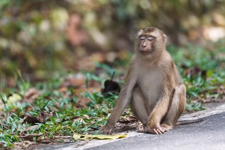 Khỉ đuôi lợn có tên khoa học là Macaca leonina (bộ linh trưởng), là một trong những loài lớn nhất trong họ nhà khỉ, chúng thường phân bố ở các nước gồm: Việt Nam, Myanmar, Thái Lan, Trung Quốc, Campuchia..