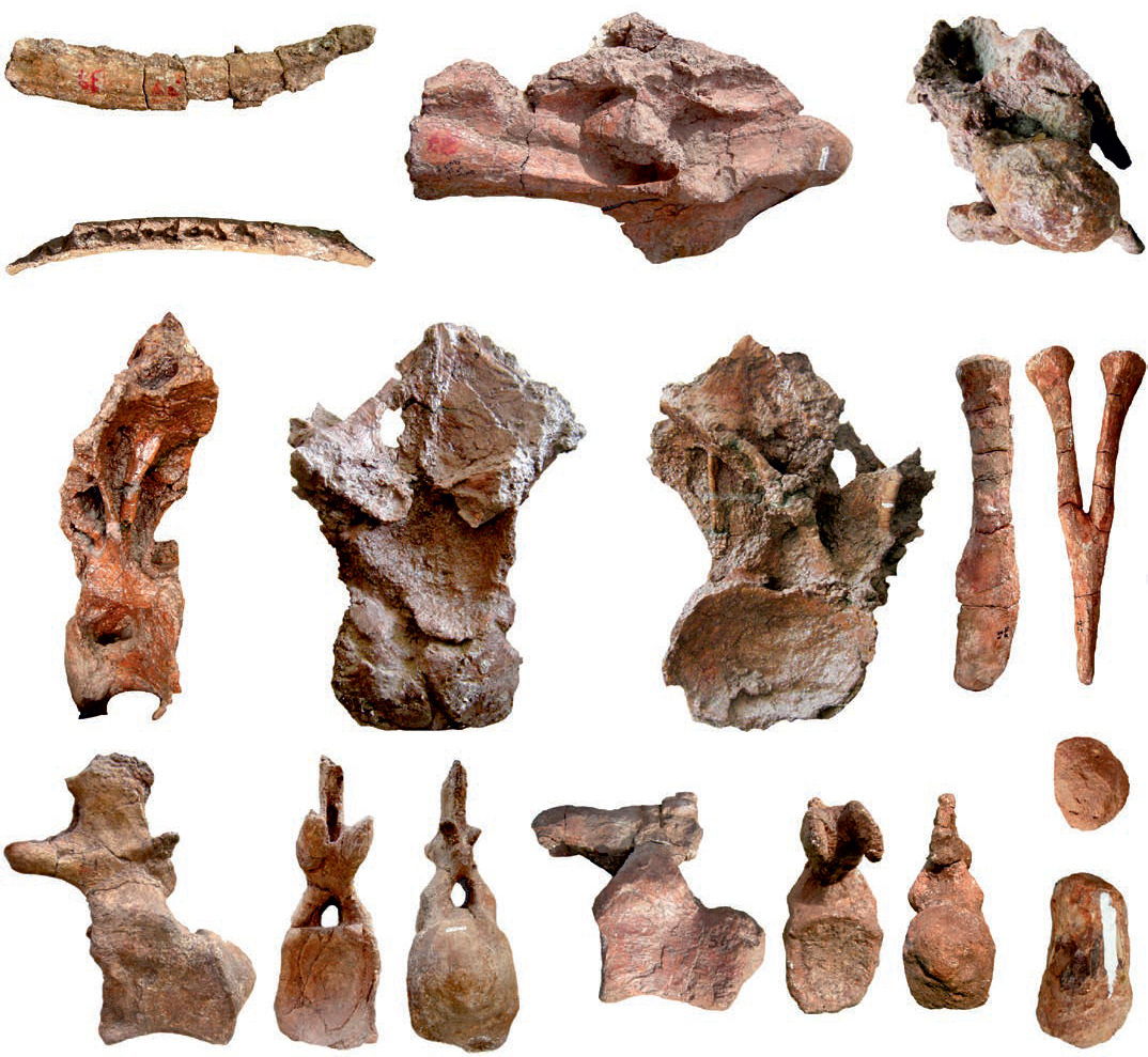 Hài cốt hóa thạch của ít nhất 4 quái thú đã được thu thập, với niên đại lên tới 95 triệu năm, thuộc kỷ Phấn Trắng.