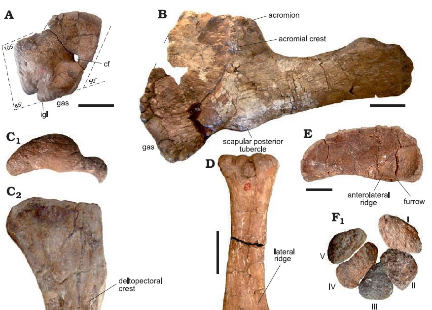 Phát hiện này đã mở ra những thông tin mới về giống loài khổng lồ này cũng như sự đa dạng của quần thể khủng long Patagonia trong suốt ít nhất 50 triệu năm qua.