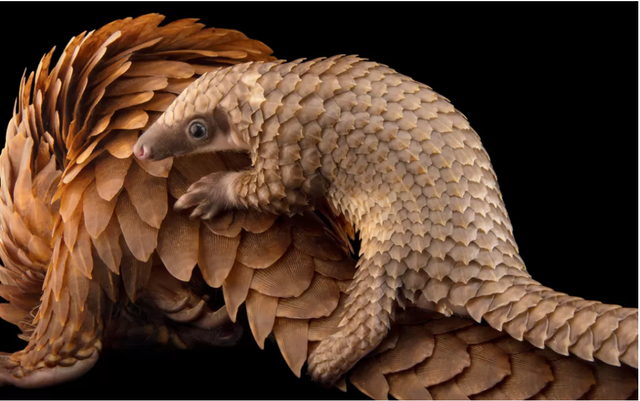 Việt Nam là nơi cư trú của hai loài tê tê, Tê tê Java và Tê tê Vàng, đều nằm trong danh sách loài Cực kỳ nguy cấp của IUCN.