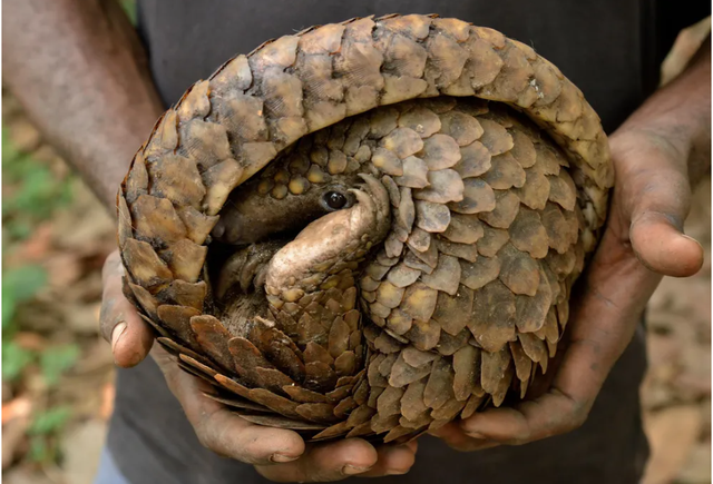Tê tê thuộc Bộ Tê tê, và hiện chỉ còn một họ sinh tồn, họ Manidae với ba chi Manis, Phataginus, và Smutsia.