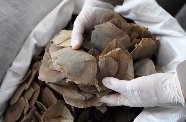 Nhu cầu sử dụng thịt và vảy tê tê đang làm gia tăng áp lực đe dọa đến sự tồn tại của loài này.