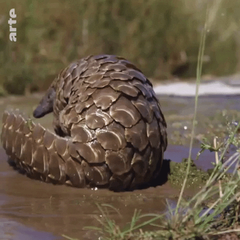 Hiện, tê tê đang đối mặt với tình trạng buôn bán lậu nghiêm trọng, hàng năm có khoảng 100,000 cá thể bị săn bắn để sử dụng vảy trong y học cổ truyền và làm thực phẩm.