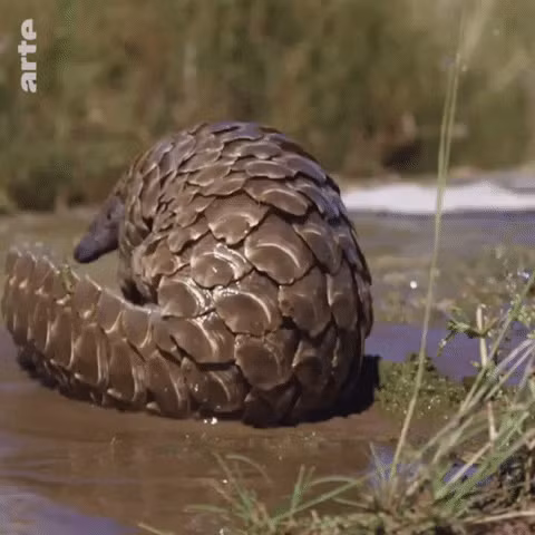 Hiện, tê tê đang đối mặt với tình trạng buôn bán lậu nghiêm trọng, hàng năm có khoảng 100,000 cá thể bị săn bắn để sử dụng vảy trong y học cổ truyền và làm thực phẩm.