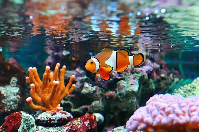 1. Cá hề (Clownfish): Cá hề là động vật lưỡng tính, có khả năng sinh sản giống cả con đực và con cái. Chúng có thể chuyển giới từ giới tính này sang giới tính khác nếu cần thiết.