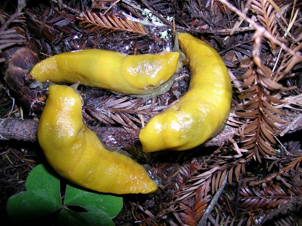 3. Sên Chuối (Banana Slug): Sên Chuối là động vật lưỡng tính, đồng thời sử dụng cả cơ quan sinh sản đực và cái. Có khả năng tự thụ tinh, nhưng thường tìm bạn tình khác để giao phối.