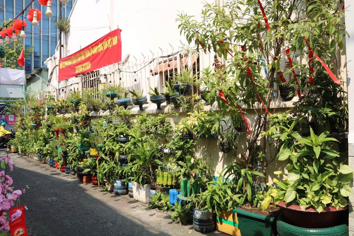 Điểm nhấn đặc biệt của con hẻm này bức tường cây xanh mát mắt đã tồn tại nhiều năm qua, càng tô điểm cho con hẻm thêm phần đẹp hơn