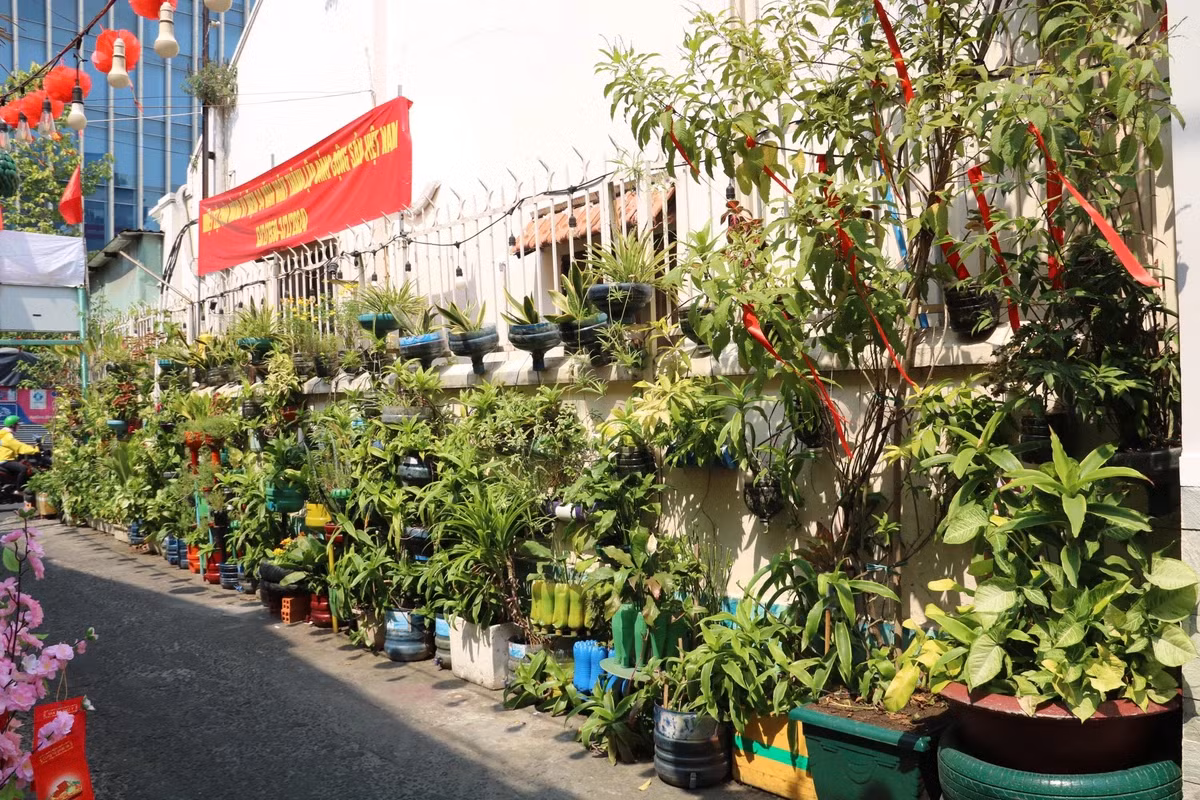 Điểm nhấn đặc biệt của con hẻm này bức tường cây xanh mát mắt đã tồn tại nhiều năm qua, càng tô điểm cho con hẻm thêm phần đẹp hơn