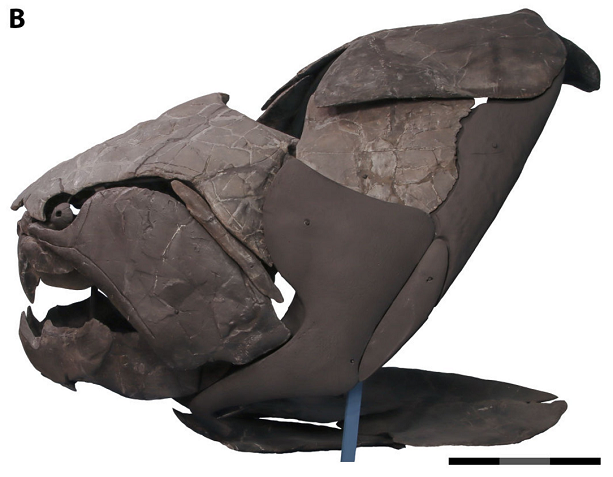 Trái với ước lượng trước đó về kích thước của chúng, mô hình tính toán mới chỉ ra rằng chúng có thể đạt chiều dài khoảng 4 m, nhỏ hơn nhiều so với dự đoán trước đó lên đến 10 m.