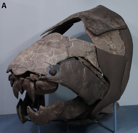 Hàm răng của Dunklosteus có khả năng cắn mất 23 kg thịt chỉ trong một cú đớp, tuy nhiên, chúng có thân hình nhỏ bé và mất cân đối so với cá mập ngày nay.