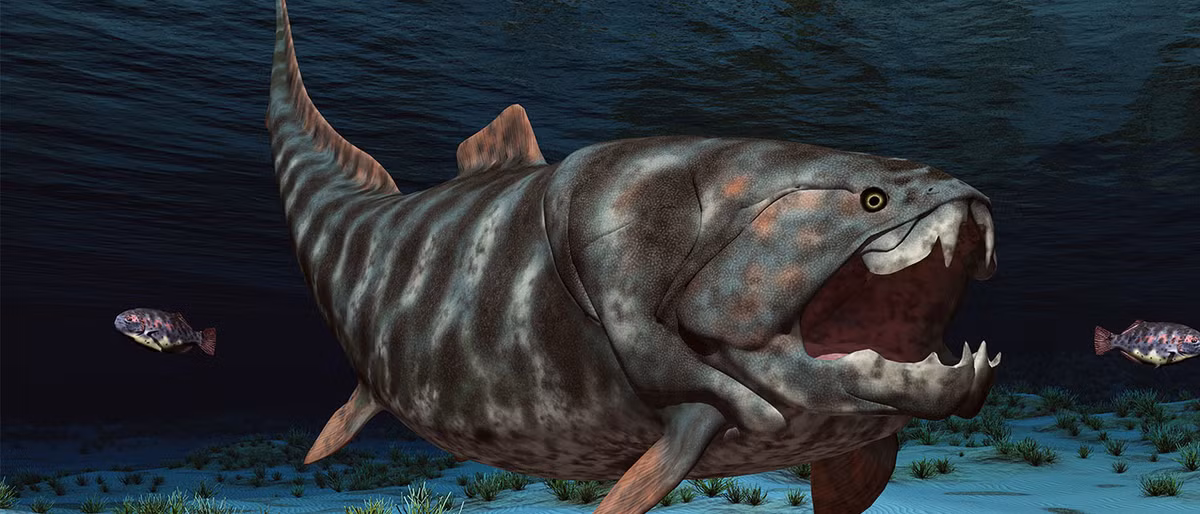 Chúng được mô tả như một sự kết hợp giữa cá mập, cá mú, cá rắn viper, cá ngừ và cá piraiba.