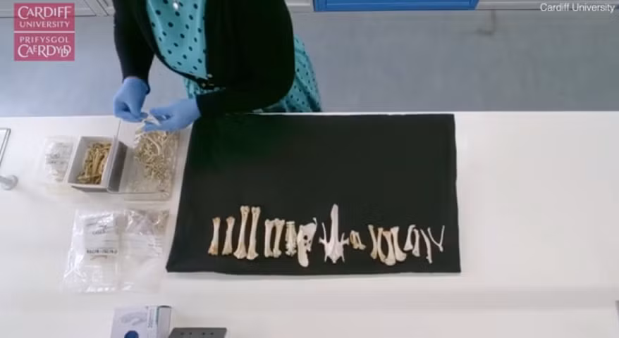 Công trình nghiên cứu đã được công bố trong các tạp chí Antiquity và Proceedings of the National Academy of Sciences USA.