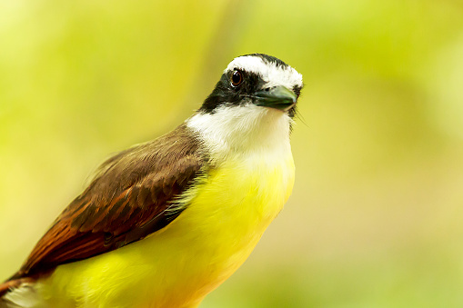 Cách chiến đấu của chúng bao gồm việc lao xuống đánh bất ngờ vào vùng lưng hoặc đầu của đối thủ.