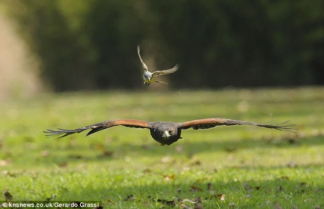 Great Kiskadee, một loài chim trong họ Tyrannidae, đã được ghi lại bởi nhiếp ảnh gia Gerardo Grassl khi nó nhảy lên lưng của một con diều hâu và cố gắng mổ vào đầu nó.