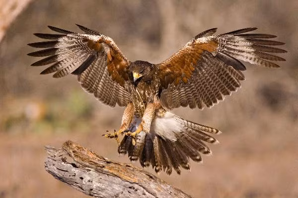 Một loài chim nhỏ chỉ nặng 71 gram, được biết đến là Great Kiskadee, đã tấn công một con diều hâu to lớn mà không gặp phản kháng đáng kể từ phía con mồi.