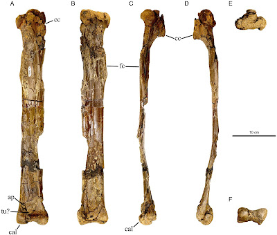 Eoneophron infernalis có kích thước nhỏ hơn so với các loài quái thú khác, chỉ nặng 78 kg, và nó sống trước thảm họa tiểu hành tinh 66 triệu năm trước.