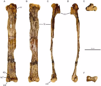 Eoneophron infernalis có kích thước nhỏ hơn so với các loài quái thú khác, chỉ nặng 78 kg, và nó sống trước thảm họa tiểu hành tinh 66 triệu năm trước.