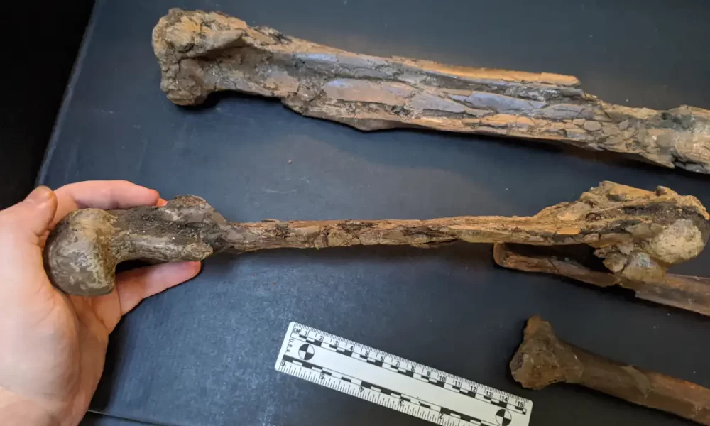 Giá bán của các mẫu hóa thạch này khá thấp so với loại hóa thạch thông thường, chỉ 5.000 USD, trong đó có một mẫu được cho là của một con khủng long Anzu wyliei.