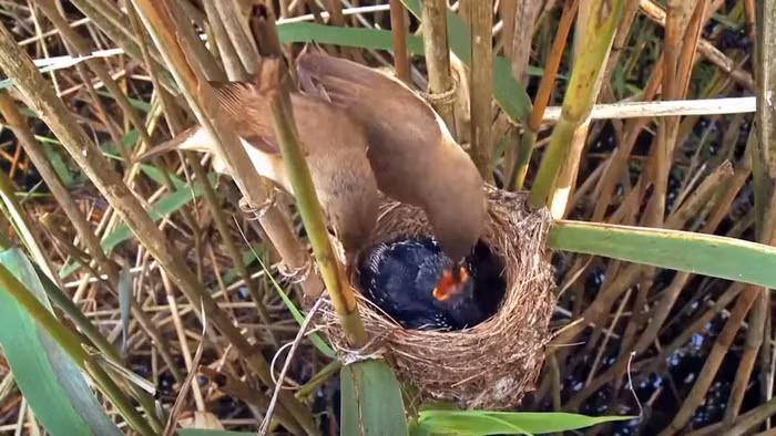 Tu hú non, được nuôi dưỡng bởi bố mẹ chích, phát triển nhanh chóng và lớn gấp đôi thân hình của bố mẹ. Sau khi đủ lông và cánh, chúng rời tổ mà không có bất kỳ sự đền đáp nào. Những tu hú con lớn lên tiếp tục chu trình độc ác này, gửi trứng vào tổ của các loài chim chích khác.