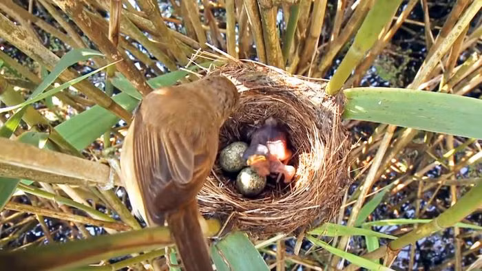 Thay vì xây tổ và chăm sóc con như các loài chim khác, tu hú cái lại chọn cách "gửi trứng" vào tổ của chim chích để lợi dụng công sức chăm sóc của chúng.