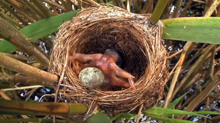 Chim đực có lông đen thẫm, mắt xanh, và chân màu chì, trong khi chim cái có lông đốm sáng và kích thước nhỏ hơn.