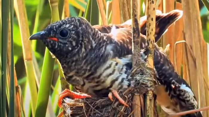 Theo nghiên cứu, thức ăn chủ yếu của tu hú là các loài sâu có độc tố. Chim tu hú trưởng thành có khả năng miễn nhiễm, nhưng tu hú non lại rất dễ bị nguy hiểm khi ăn phải loài sâu này, thậm chí có thể gặp nguy hiểm đến tính mạng.