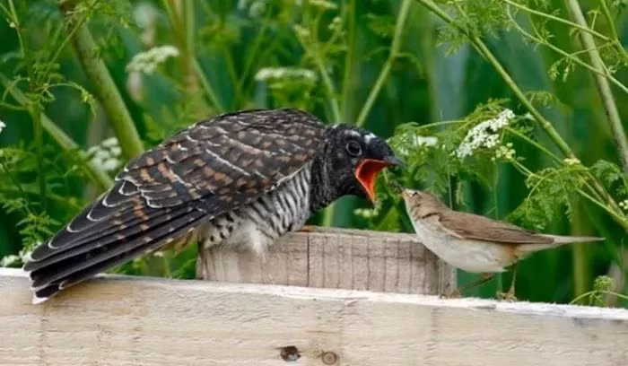 Trước khi rời đi, chim tu hú mái còn ăn một quả trứng chim chích non mới được một hai ngày tuổi. Với những con tu hú con mới nở, mắt còn chưa kịp mở, chúng đã biết dùng sức mạnh của mình đẩy chim chích non mới nở hoặc những quả trứng chưa nở văng ra khỏi tổ