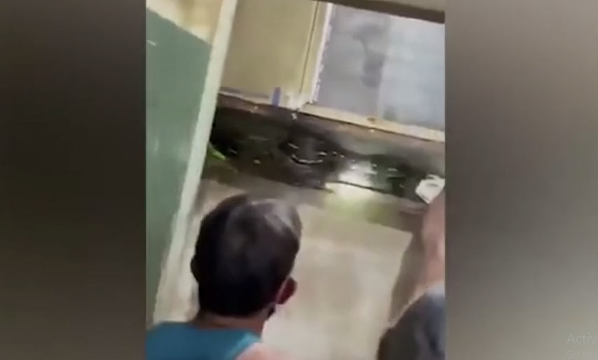 Tại một lễ kỷ niệm ở Thành phố Ozamis, Philippines, một nhóm người nghe thấy tiếng động lạ đến từ bức tường và quyết định kiểm tra. Họ đã phát hiện một con trăn khổng lồ đang trốn sau các tấm ván.