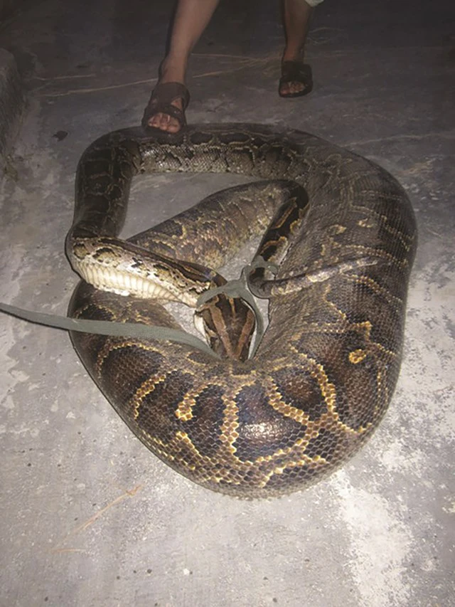 Mặc dù loài trăn lưới đủ khỏe để giết người, chúng không được xem là loài động vật nguy hiểm cho con người.