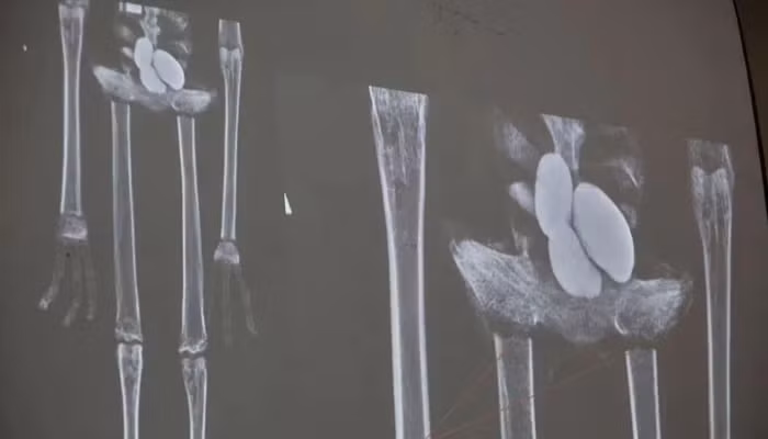 Các chuyên gia khẳng định khả năng xác ướp này là của người ngoài hành tinh rất nhỏ, và Flavio Estrada, chuyên gia khảo cổ học từ Viện Khoa học Pháp y Peru, tuyên bố đây chỉ là hình nộm làm từ xương động vật trên Trái đất và dính lại bằng keo tổng hợp.