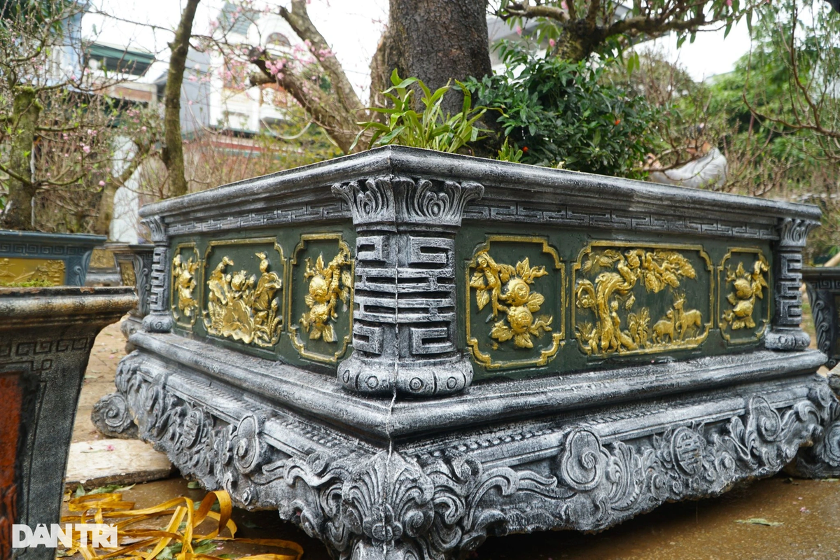 Cây đào đã được đưa vào chậu, đợi khách thuê về chơi Tết.