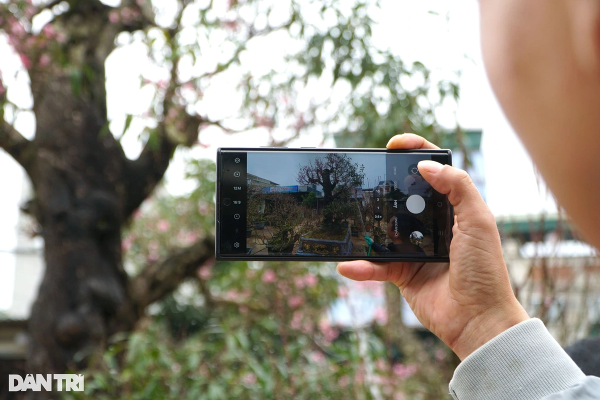 Nhiều người thích thú, chụp ảnh cây đào cổ thụ.