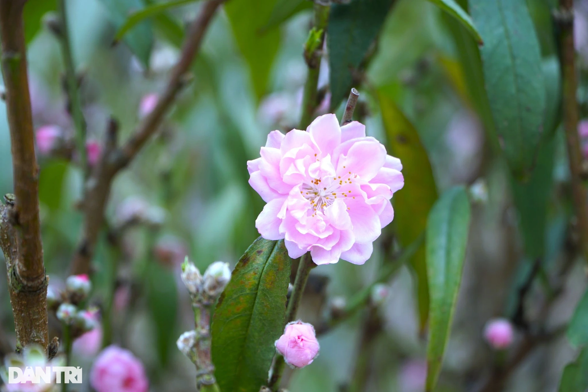 Cây đào này thuộc giống đào hồng phai, được trồng ở tỉnh Sơn La. Hoa đào màu hồng nhạt và có từ 30 đến 32 cánh.