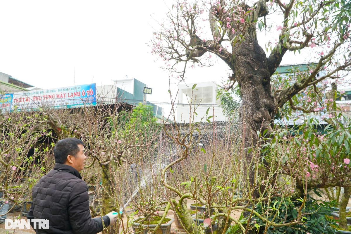 "Để cây đào giữ được độ tươi, hoa nở đẹp, hàng ngày tôi và những cộng sự phải chăm sóc cẩn thận. Theo như nhận định của nhiều người chơi, đây có thể là cây đào đẹp và đắt nhất tại Thanh Hóa vào thời điểm này. Hiện đã có một vị khách ngoài Hà Nội tìm hiểu, ngỏ ý muốn thuê cây đào về chơi Tết", anh Cường nói.