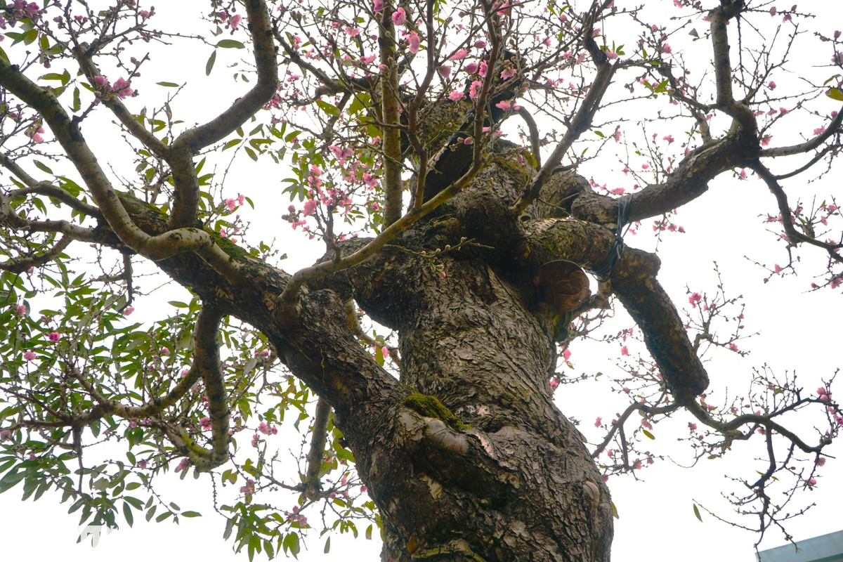 Cũng theo anh Cường, gốc đào cổ thụ này khoảng 100 năm tuổi.