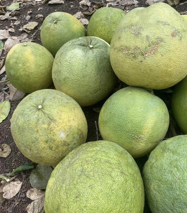 Su that thit bo gia re hon lon, chi tu 80.000 dong/kg