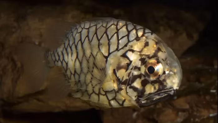 Cá quả thông thường ẩn mình trong các rạn san hô và hốc đá.