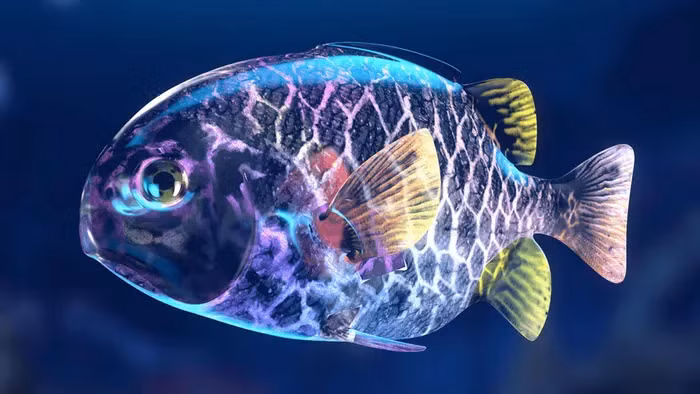 Chúng có thể đạt đến kích thước dài đến 30cm khi trưởng thành và có màu sắc bắt mắt.