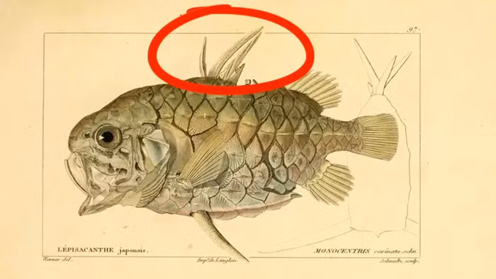 Khi gặp nguy hiểm, cá quả thông có thể giương vây lên, biến thành những lưỡi dao sắc nhọn.