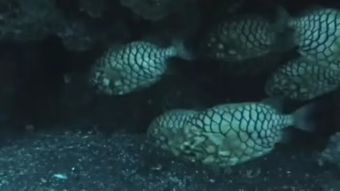 Mặc dù trở thành một mặt hàng hot trong trào lưu nuôi cá cảnh nước mặn, nhưng việc nuôi cá quả thông đòi hỏi những yêu cầu ngặt nghèo về điều kiện sống và khá đắt đỏ.