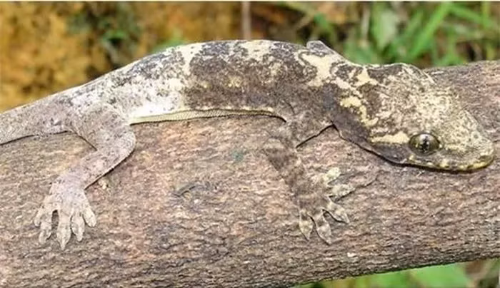 Loài này được một nhóm các nhà khoa học Việt Nam và Đức khám phá ở Hữu Liên (Lạng Sơn) và Sa Pa (Lào Cai), miền Bắc Việt Nam.