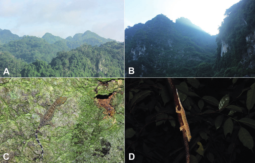 Tên của loài tắc kè Gekko canhi được đặt theo tên của PGS Lê Xuân Cảnh, Viện Sinh thái và Tài nguyên sinh vật, Viện Khoa học và Công nghệ Việt Nam.