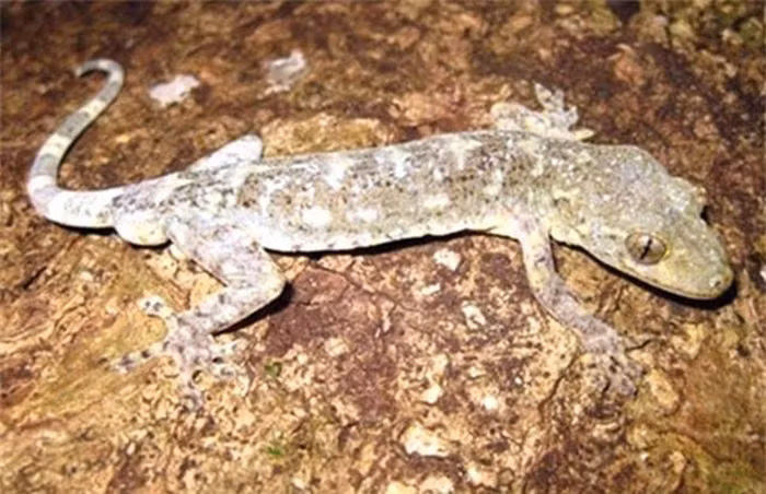 Tuy nhiên, loài động vật quý hiếm này đang đối diện với nguy cơ biến mất hoàn toàn, khiến giới khoa học trong nước nỗ lực tìm mọi cách để bảo tồn và bảo vệ chúng.