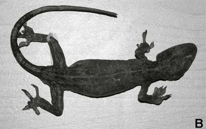Tắc kè Cảnh (Gekko canhi) là loài động vật bò sát thuộc họ Tắc kè.