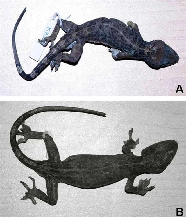 Loài tắc kè này có kích thước khoảng 8,5 cm đến 10 cm, có vảy môi trên và môi dưới, lưng và phía trên ống chân có hàng u nhỏ, vảy dưới đuôi phình rộng.... Về đặc điểm hình thái, loài này khá giống với tắc kè Nhật Bản Gekko japonicus, mặc dù có kích cỡ lớn hơn.