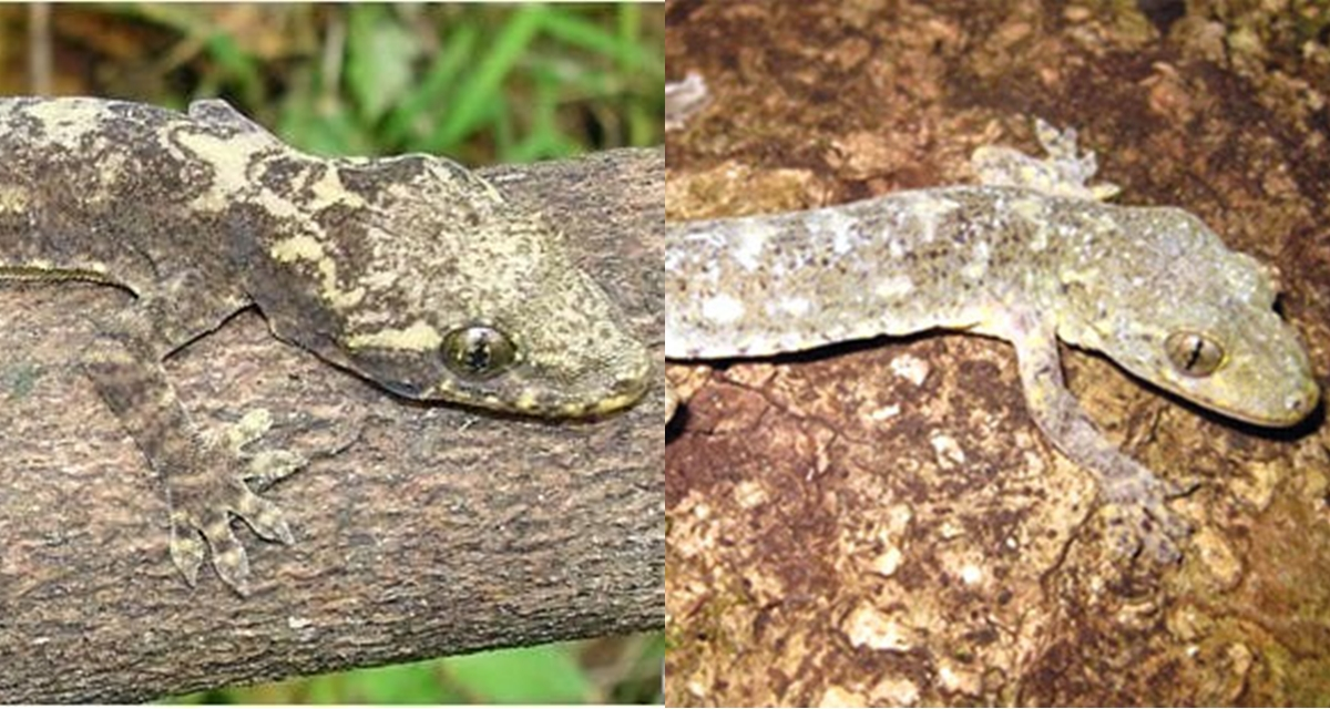 Một nhóm nghiên cứu mới đây đã cảnh báo rằng loài tắc kè cảnh sẽ phải đối mặt với tác động mạnh từ hoạt động của con người và biến đổi khí hậu trong tương lai, đề xuất cần thực hiện các biện pháp bảo tồn để bảo vệ quần thể và môi trường sống của chúng. 